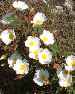 Cistus Salvifolius