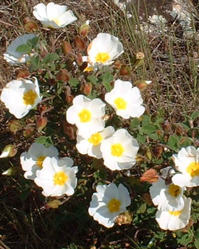Cistus Salvifolius