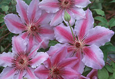 Clematis Hybrida "Nelly Moser"