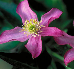 Clematis Montana Hybrida "Freda"