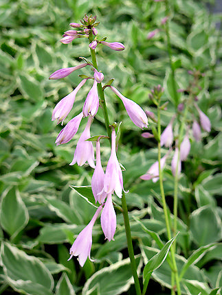 Hosta Undulata Albomarginata