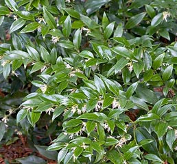 Sarcococca Ruscifolia