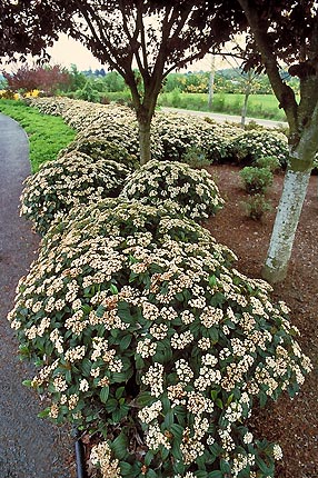 Viburnum Davidii
