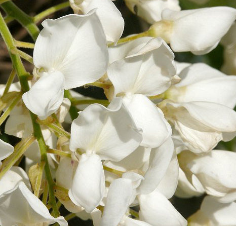 Wisteria Brachybotrys 