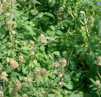 Pimpinella Officinalis