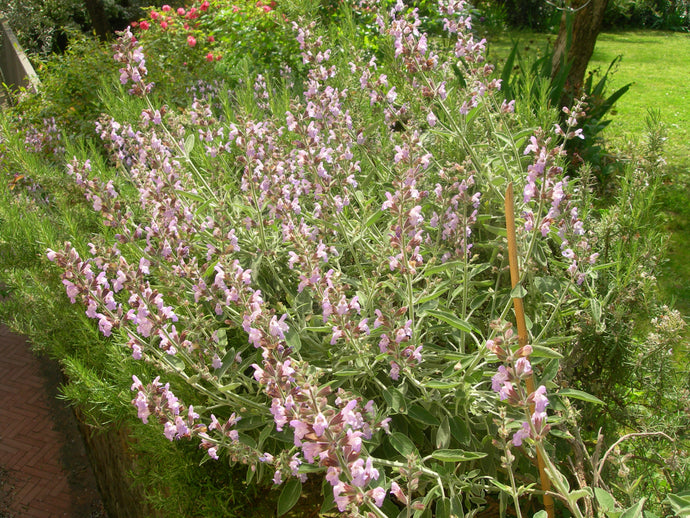 Salvia Officinalis