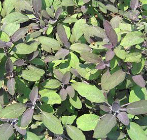 Salvia Officinalis Purpurescens