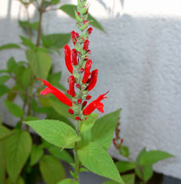 Salvia Rutilans