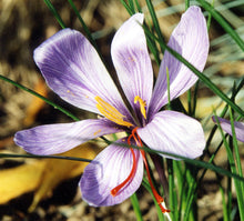 Carica l&#39;immagine nel visualizzatore di Gallery, Crocus Sativus
