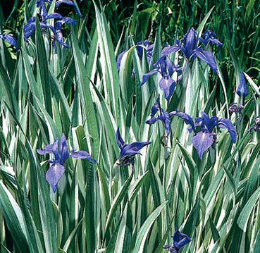 Iris Laevigata Variegata