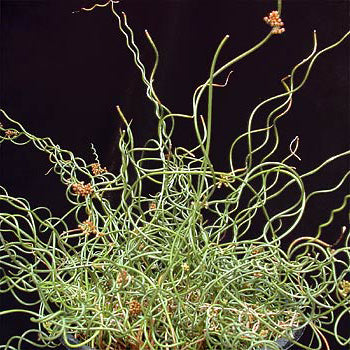 Juncus Effusus Spiralis