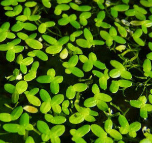 Lemna Major