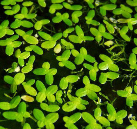 Lemna Major