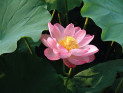 Nelumbium Nucifera Rosea