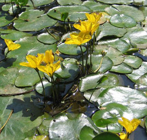 Nymphoides Peltata