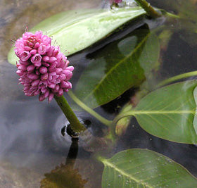 Polygonum Amphibium