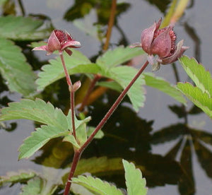 Potentilla Palustris