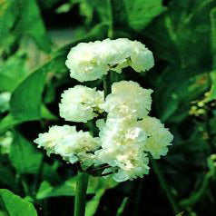 Sagittaria Sagittifolia "Flore Pleno"