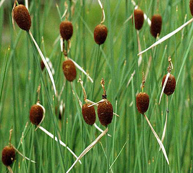 Typha Minima