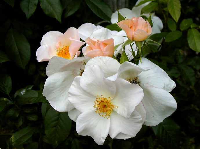 Rosa 