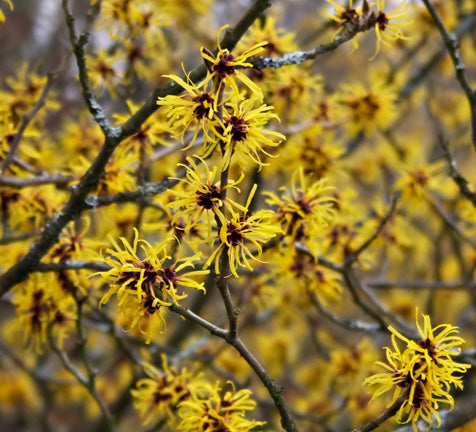 Hamamelis Mollis