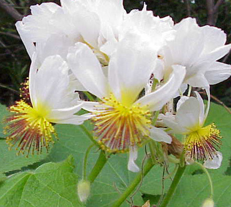 Sparmannia Africana