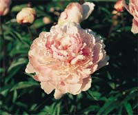 Paeonia Lactiflora "La Reine Hortense"