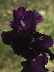 Iris 