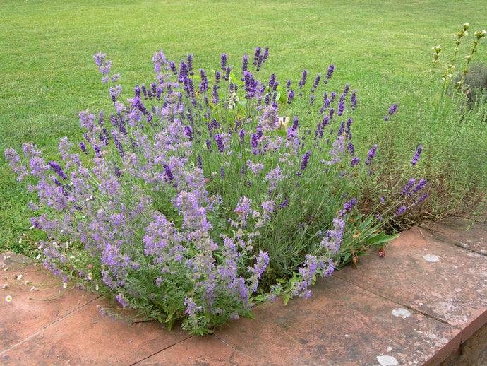 Nepeta Mussini