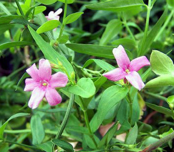 Jasminum Beesianum
