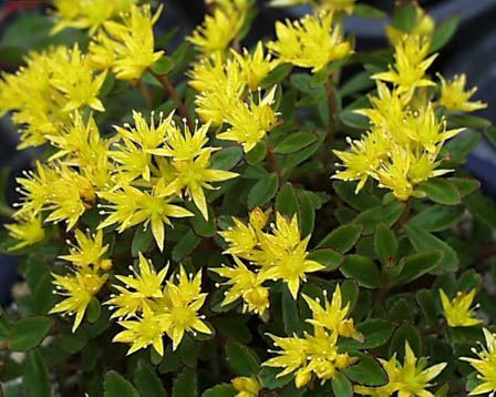 Sedum Aizoon