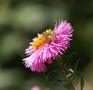 Aster Dumnosum "Peter Harrison"