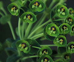 Euphorbia Characias