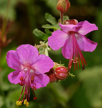 Geranium Macrorrhizum