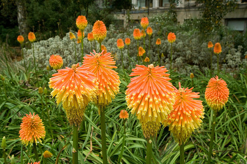 Kniphofia Uvaria Grandiflora giallo arancio