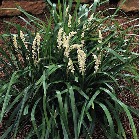 Liriope Muscari 
