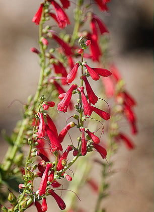 Penstemon Barbatus 