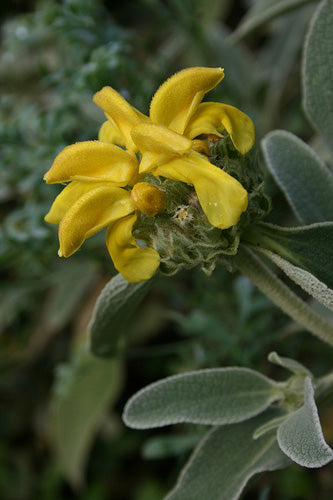 Phlomis Fruticosa
