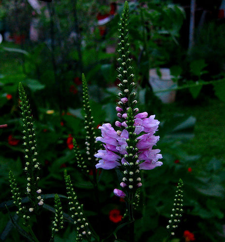 Physostegia Denticulata Rosea
