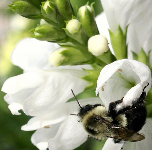 Physostegia Virginiana Alba