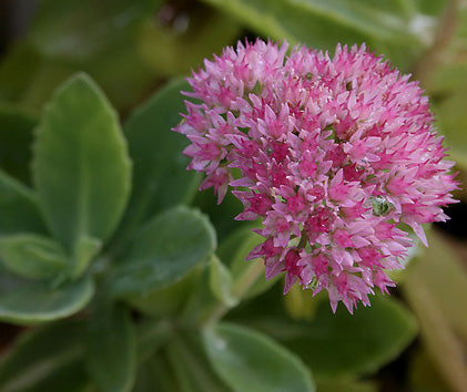 Sedum Telephium