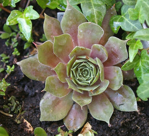 Sempervivum "Othello"