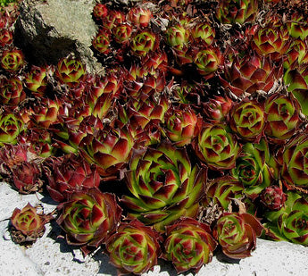 Sempervivum Tectorum