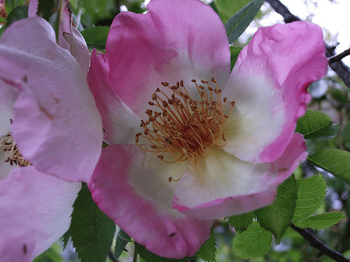 Rosa 