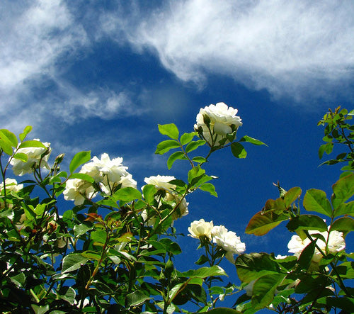 Rosa 