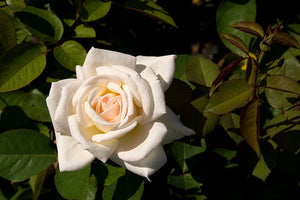 Rosa "Jardins de Bagatelle"