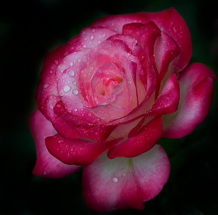 Rosa 