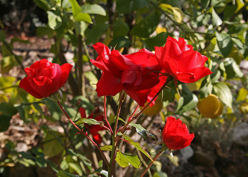 Rosa 