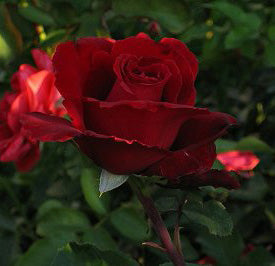 Rosa 