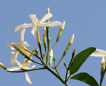 Jasminum Officinalis